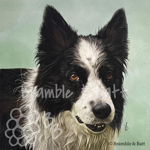 iPad drawing of a Collie dog, Giclee printed
